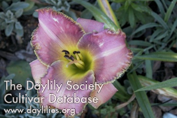 Daylily Special Effects